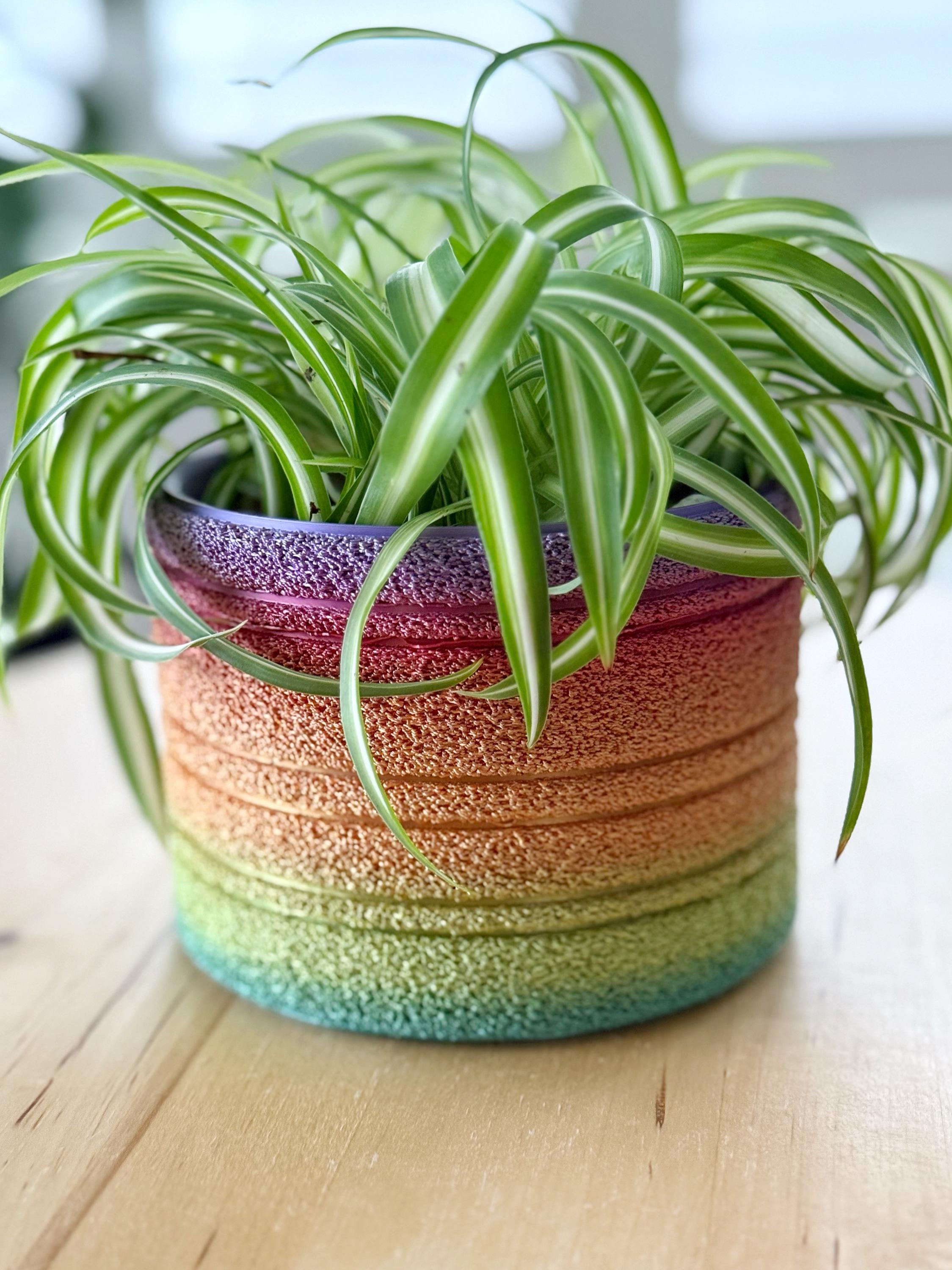 Spider plant in a 3D printed rainbow gradient pot, front view