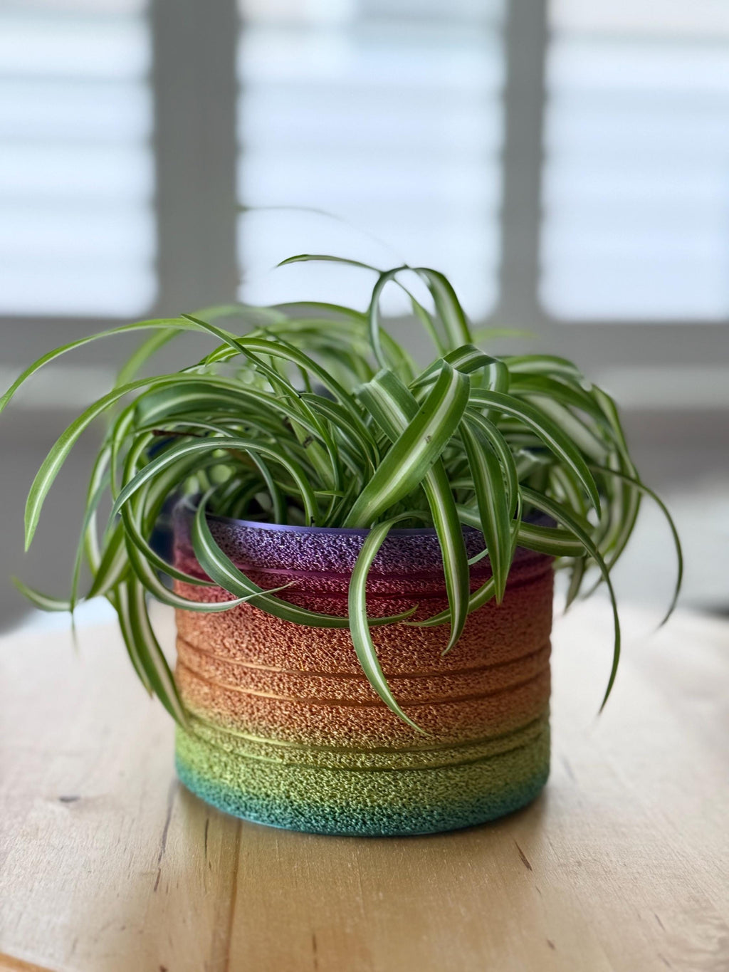 Classic rainbow fuzzy planter with a spider plant on a wooden table
