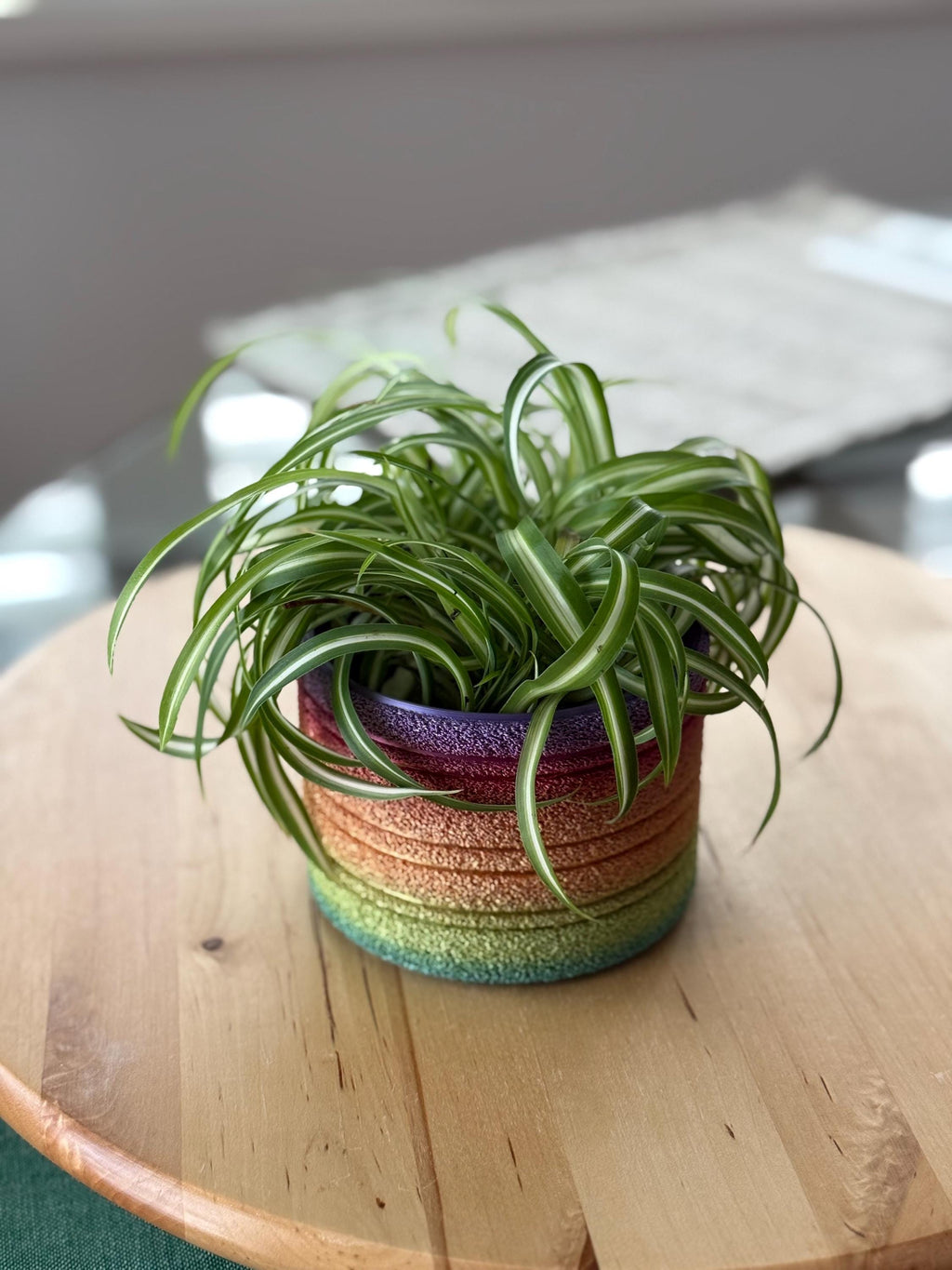 Small spider plant in a fuzzy rainbow 3D printed pot on a round wooden stool