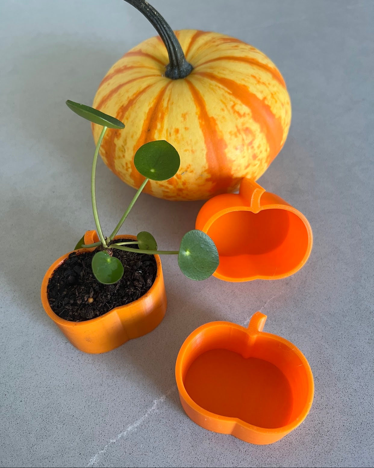 Mini 3D printed pumpkin pots, one holding a small plant, next to a real mini pumpkin