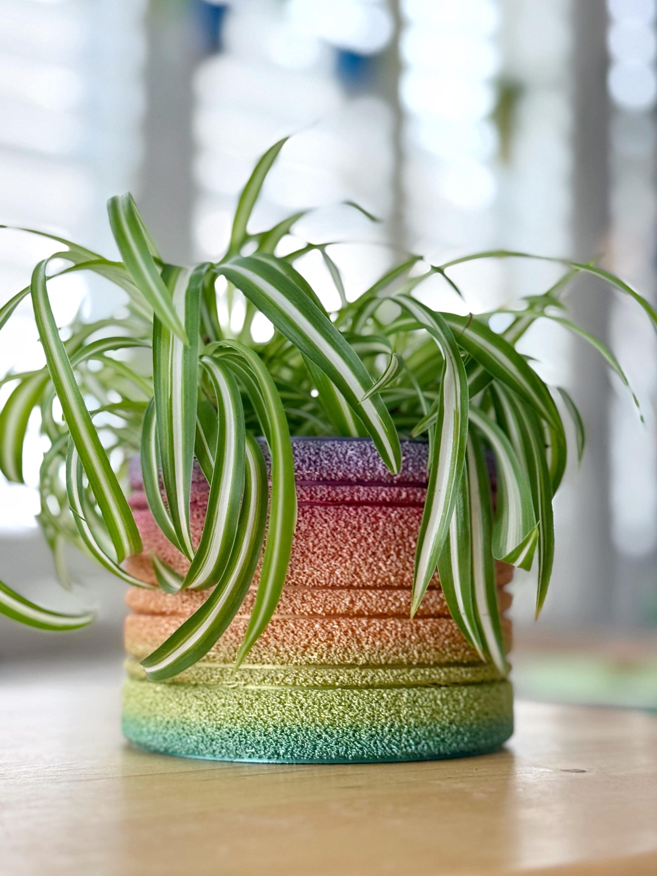 3D printed rainbow plant pot with a spider plant in front of a sunny window